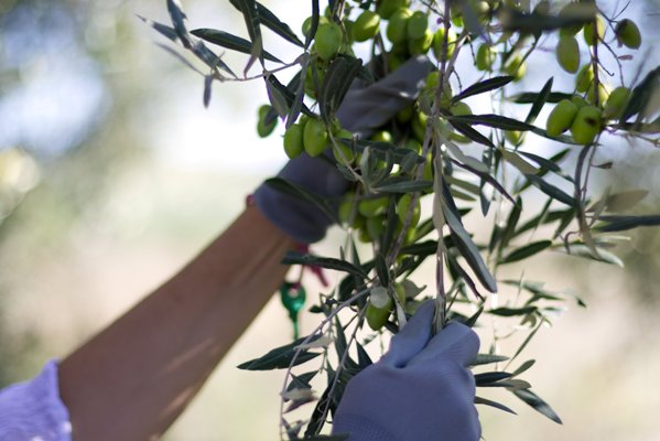 Harvesting